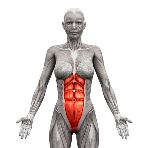 Rectus abdominis muscle on the front of the abdomen